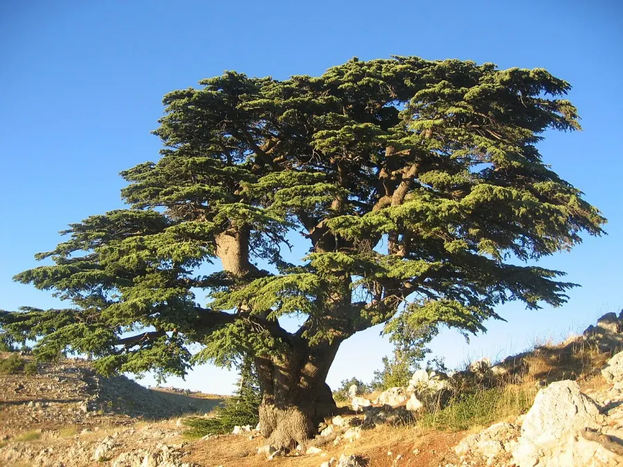 The Cedrus libani card