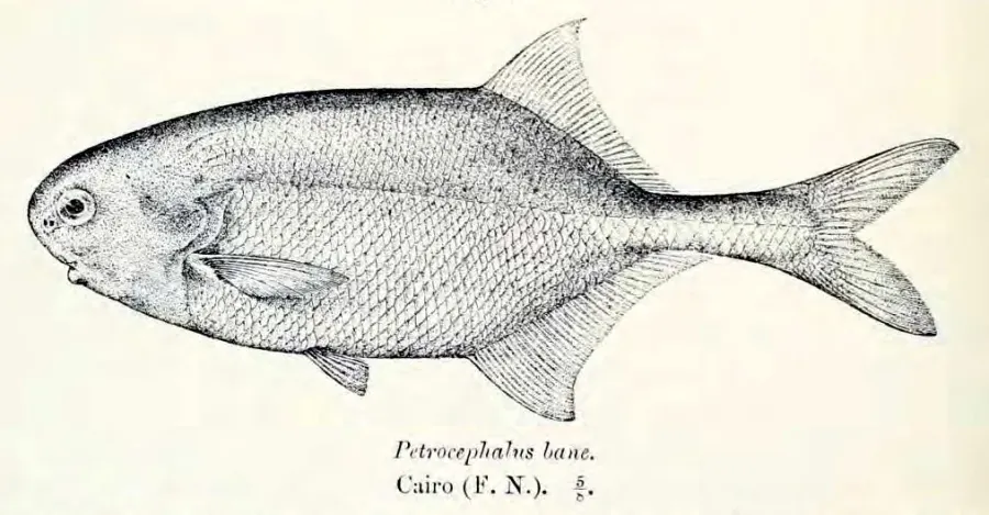 The Petrocephalus card
