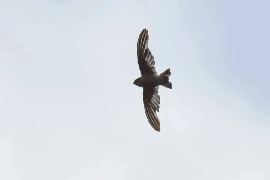 The Madagascar spinetail card