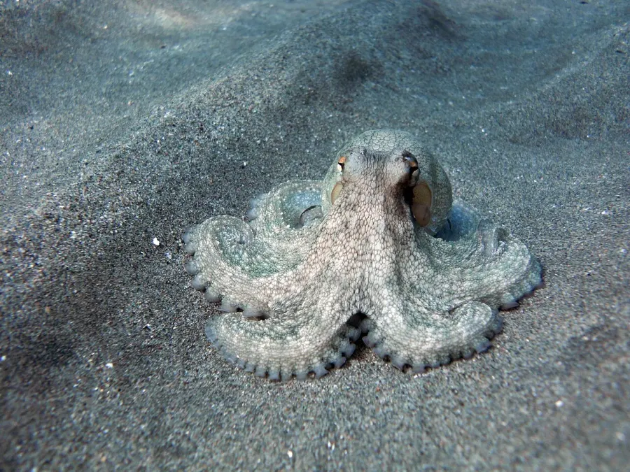 La carte Octopus