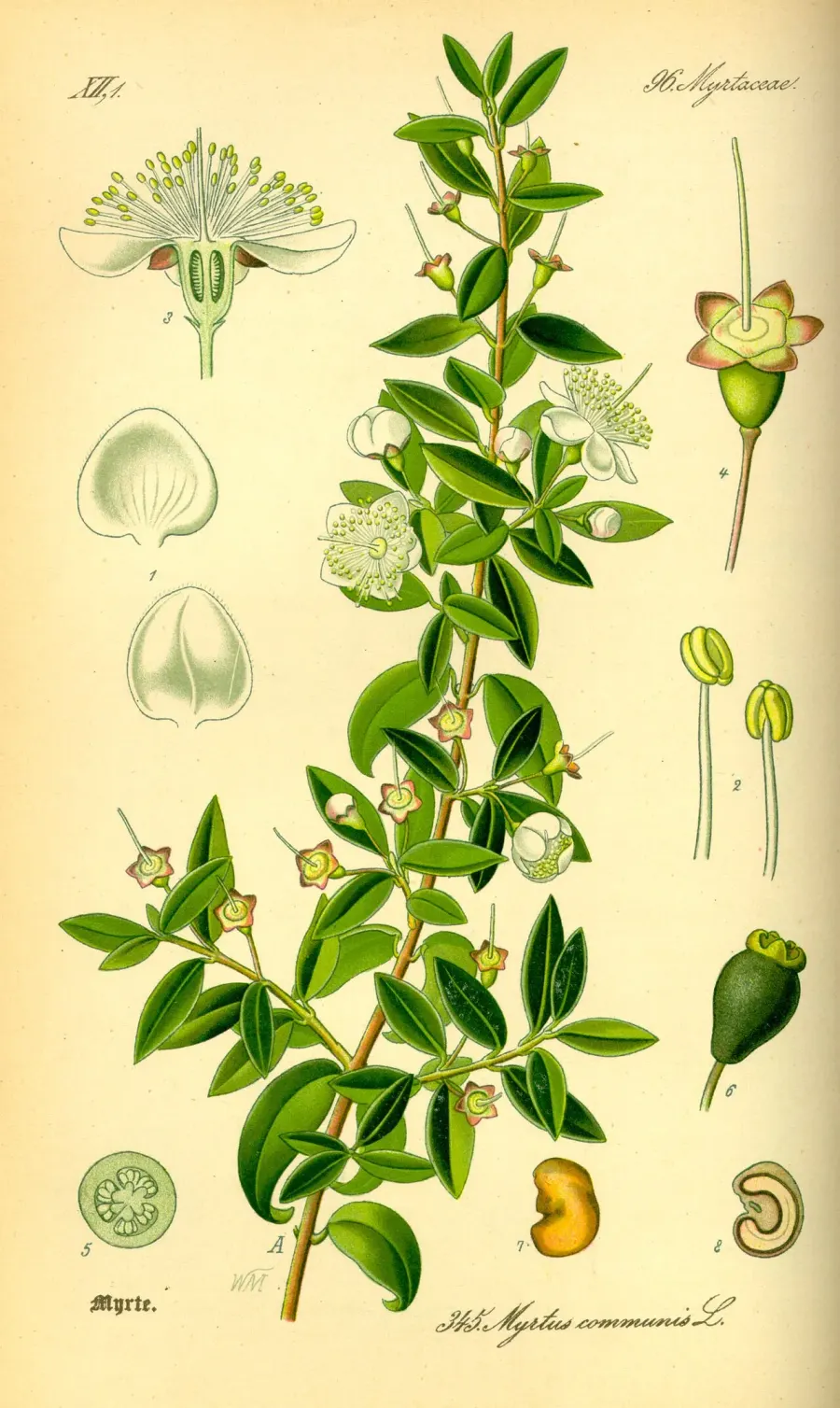 La carte Myrtus communis