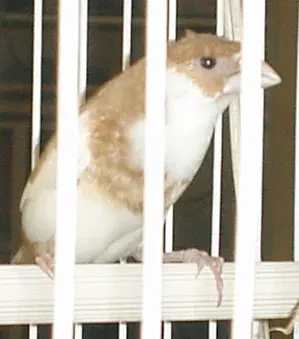 The Society finch card