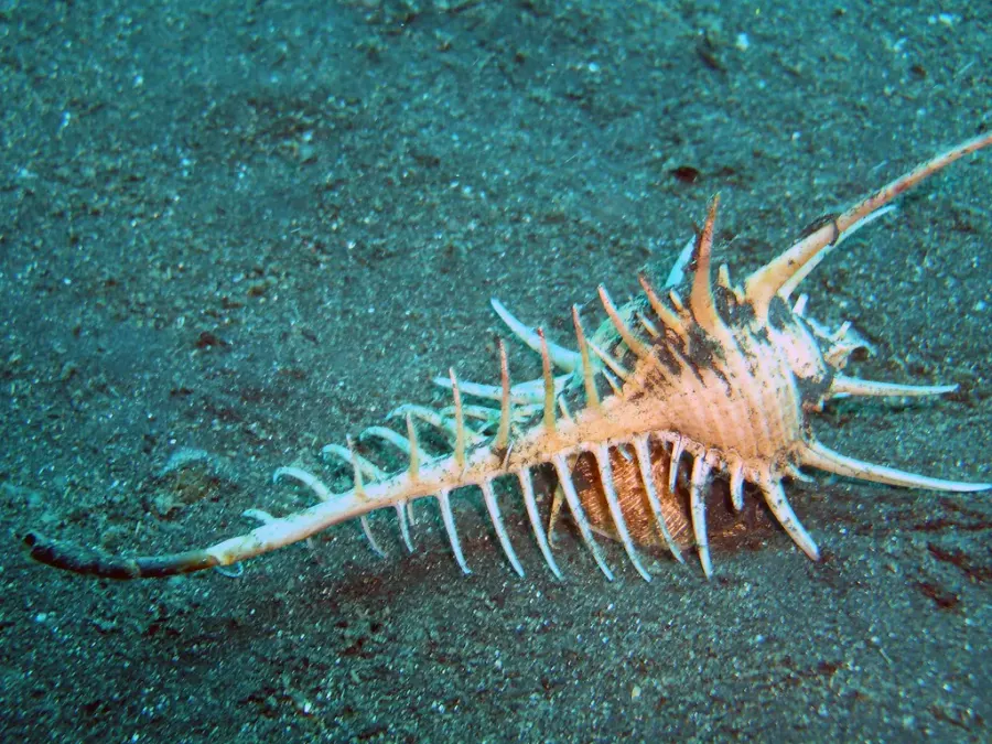 La carte Murex pecten