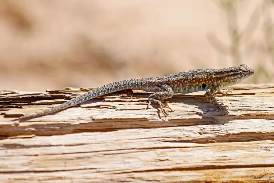 The Side-blotched lizard card