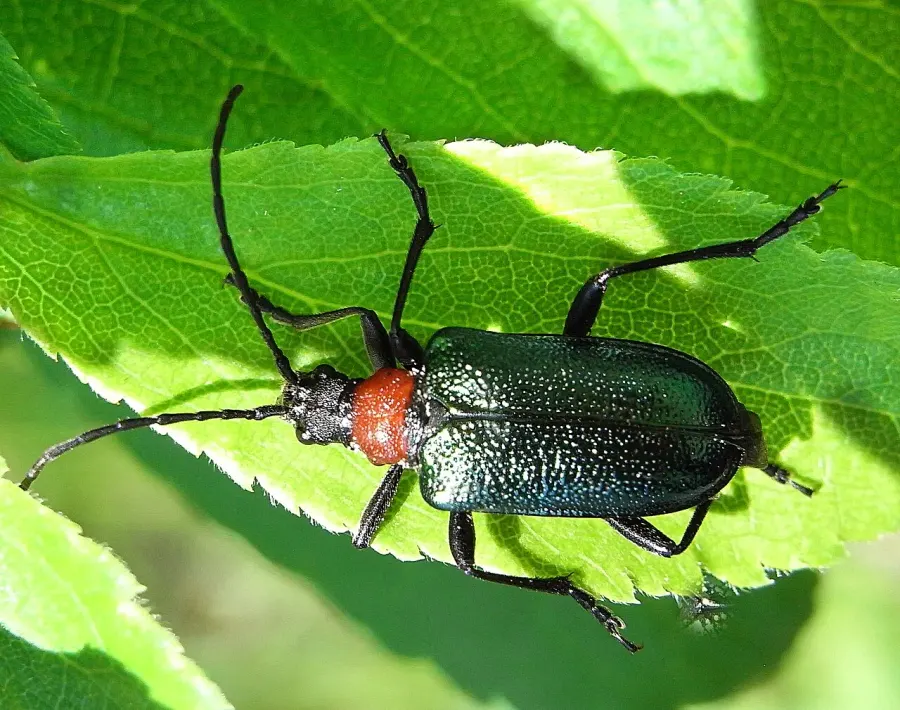 La carte Gaurotes virgineus