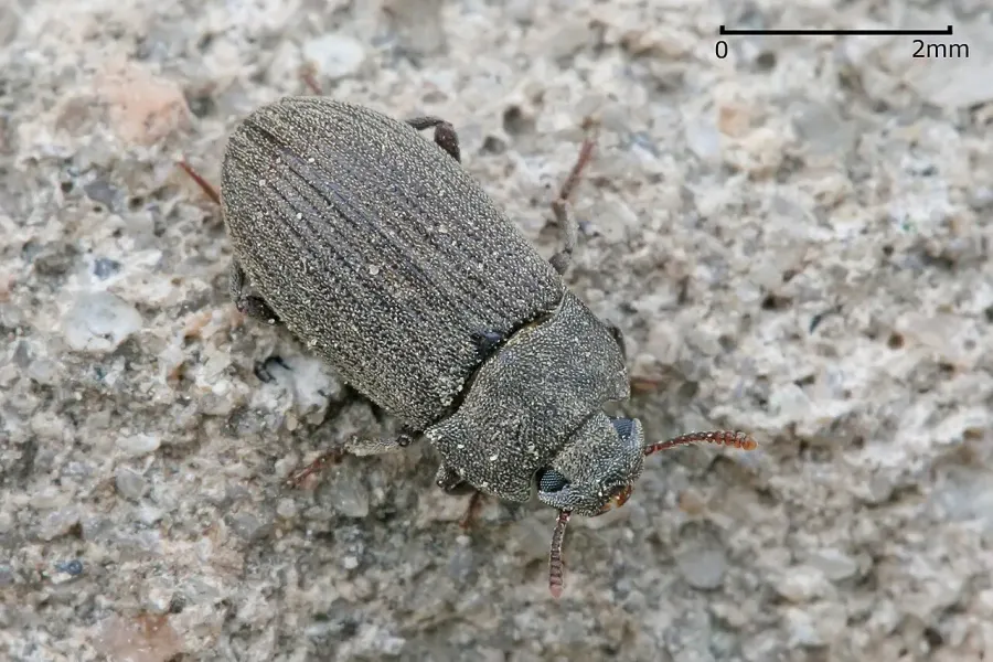 La carte Tenebrionidae