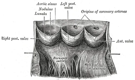 La carte Valve aortique