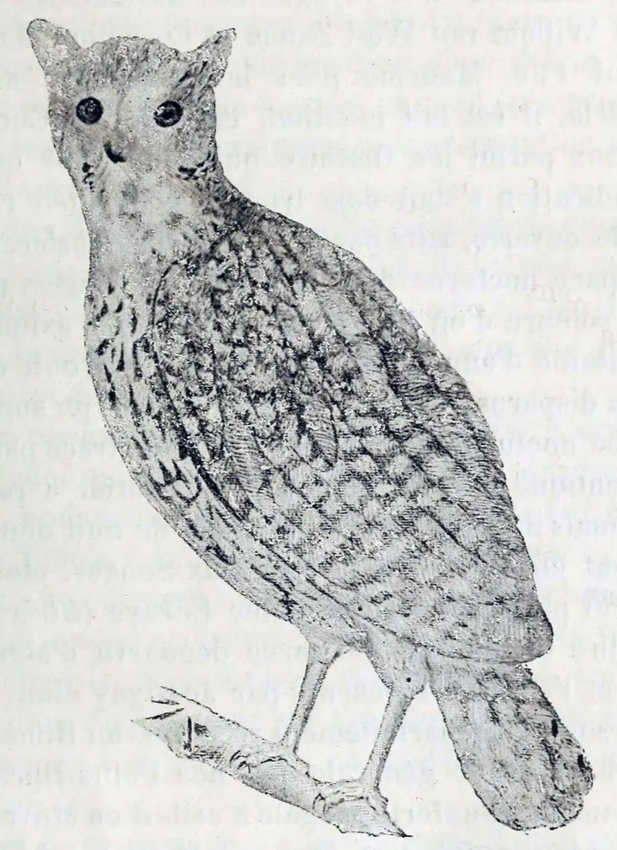 The Mauritius scops owl card