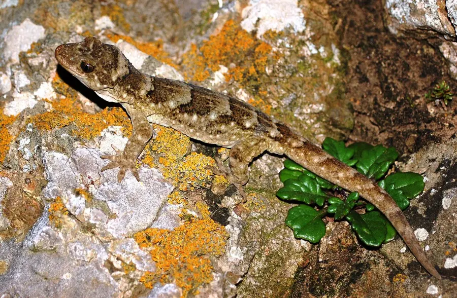 La carte Hoplodactylus