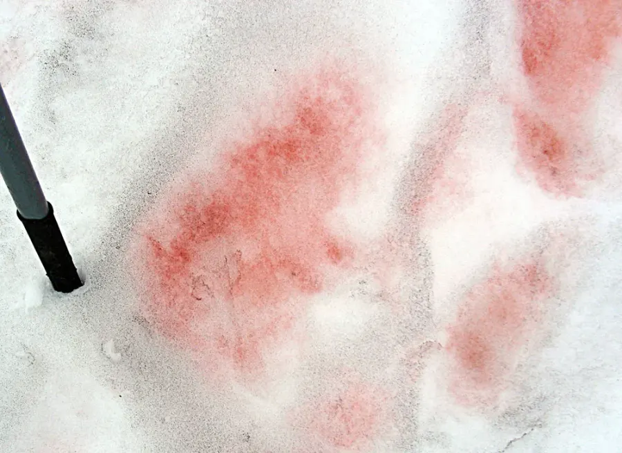 La carte Sang des glaciers