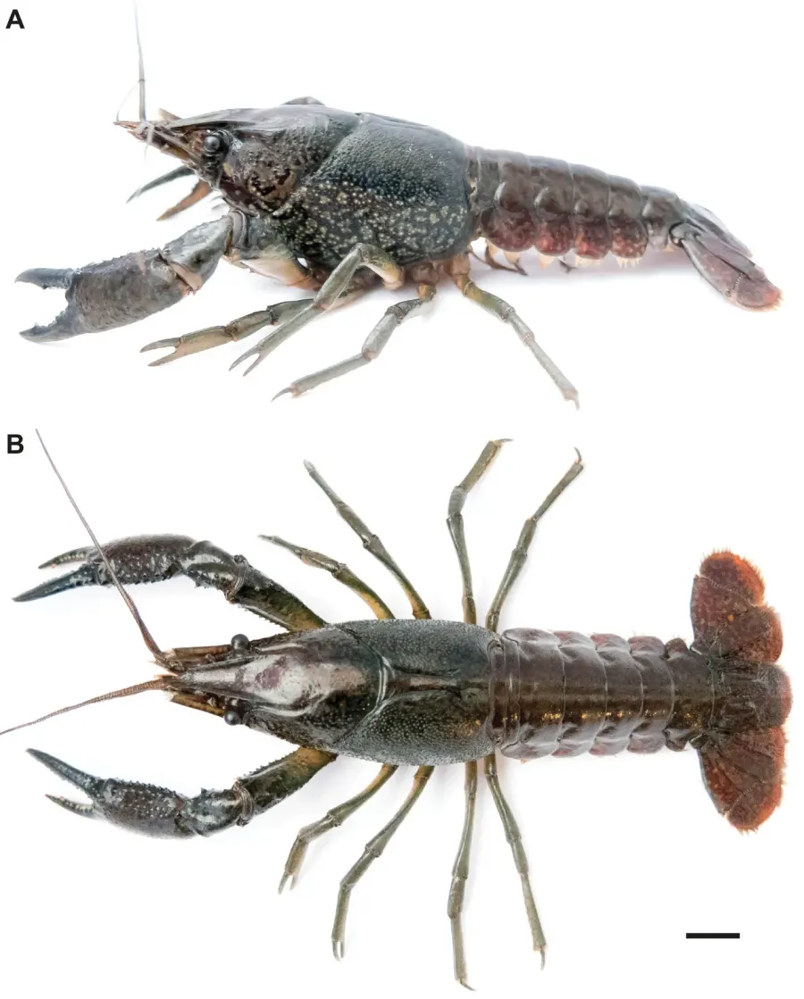La carte Procambarus virginalis
