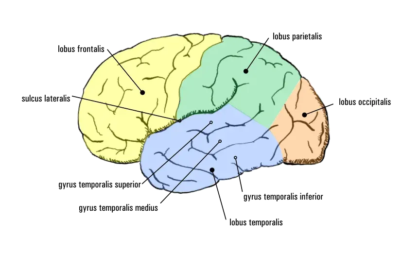 The Temporal lobe epilepsy card