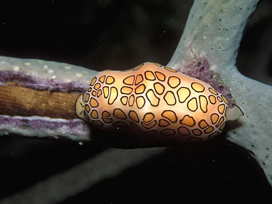 La carte Ovulidae