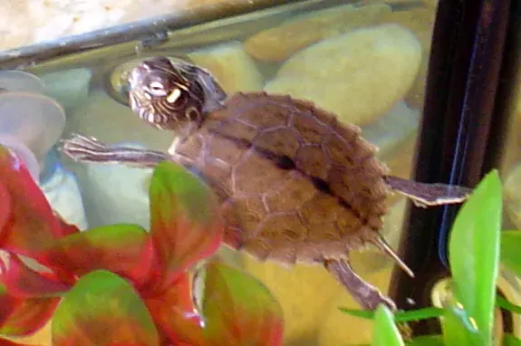 The Ouachita map turtle card