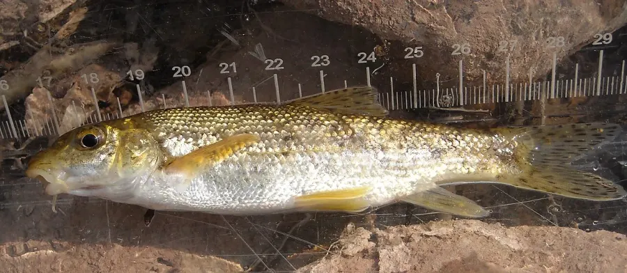 The Mediterranean barbel card