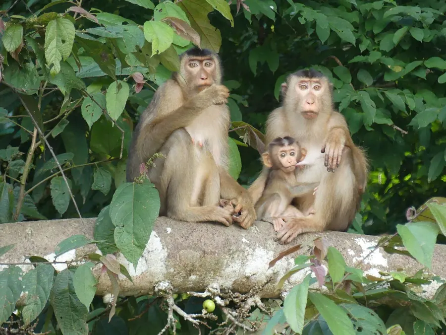 La carte Macaca nemestrina