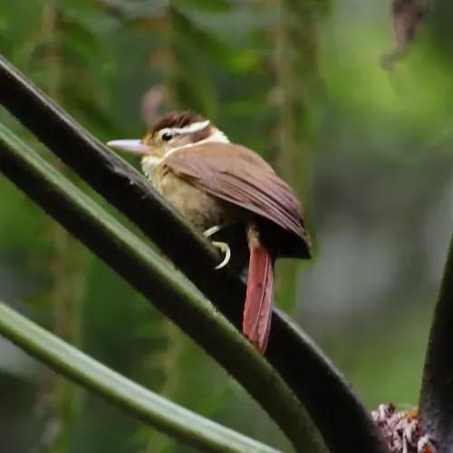 The White-collared foliage-gleaner card