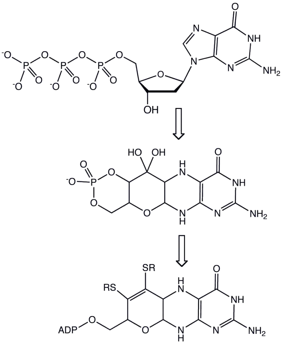 The Molybdopterin card
