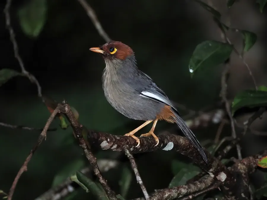 The Chestnut-hooded laughingthrush card