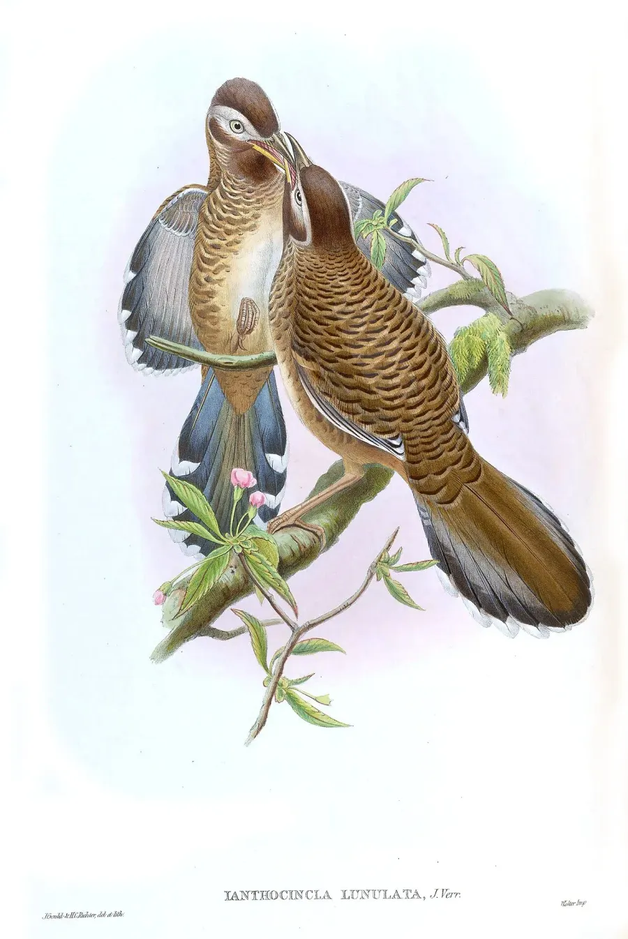 The Barred laughingthrush card