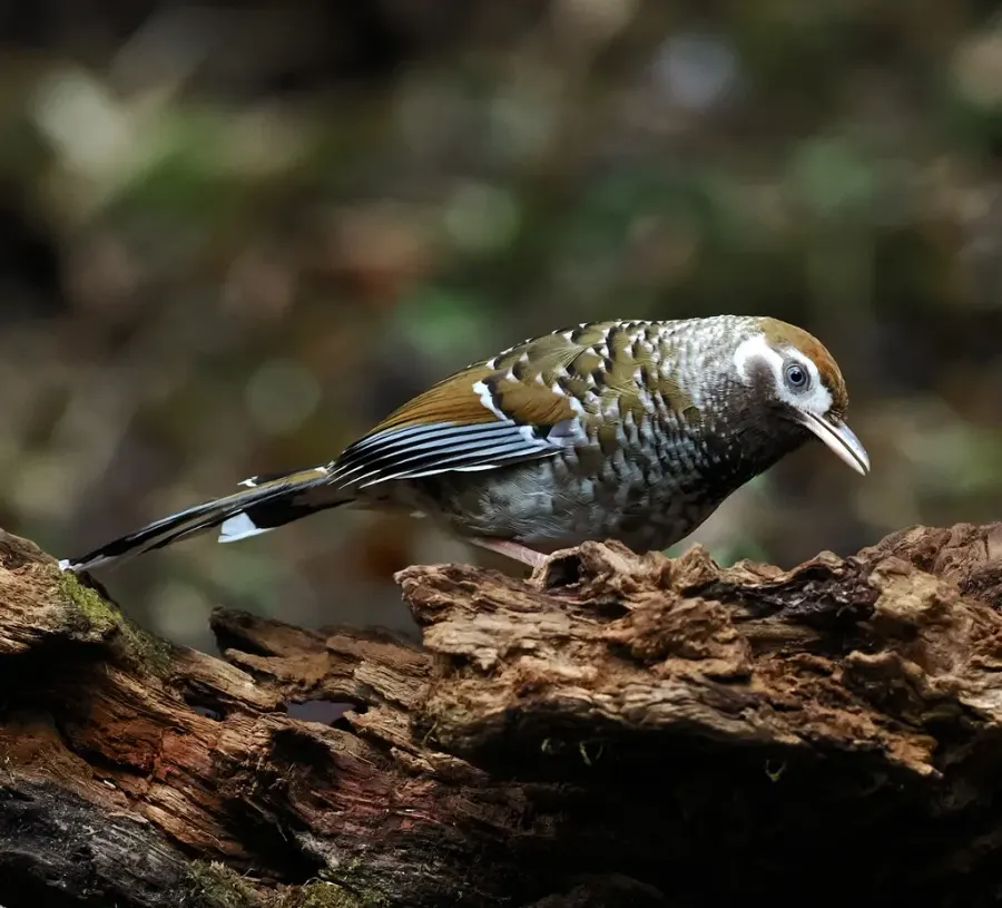 The White-speckled laughingthrush card