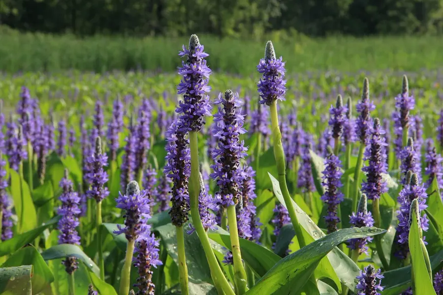 The Pontederia cordata card