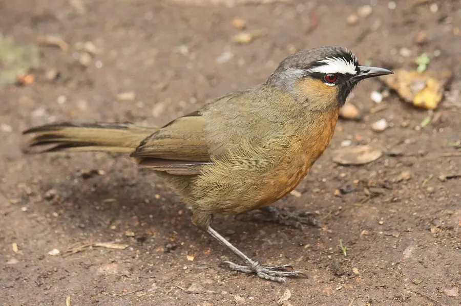 The Nilgiri laughingthrush card