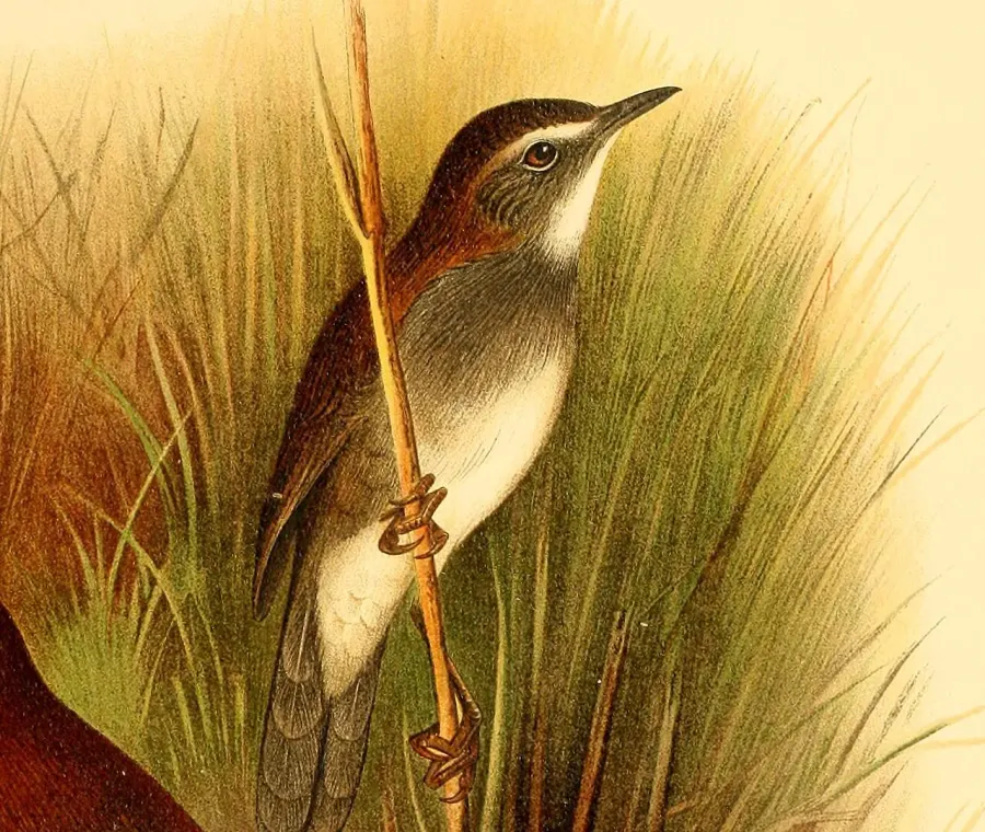 La carte Bouscarle des bambous