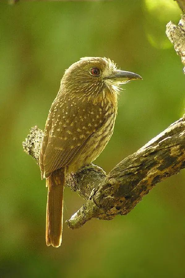 The Puffbird card