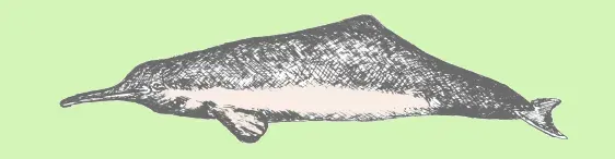 La carte Dauphin de la Plata