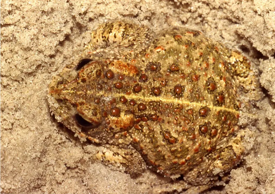 La carte Crapaud calamite