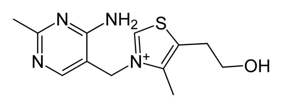 La carte Syndrome de Korsakoff