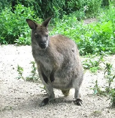 La carte Wallaby