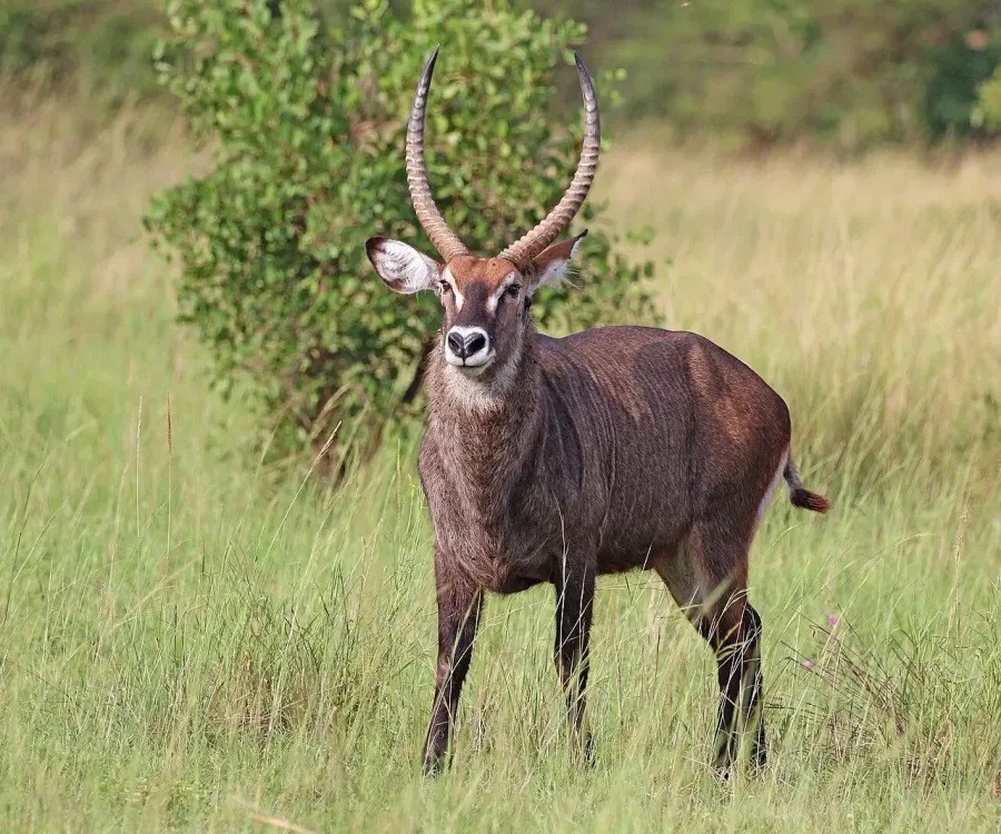La carte Kobus ellipsiprymnus