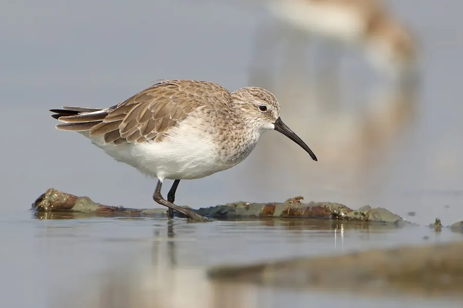 The Curlew sandpiper card