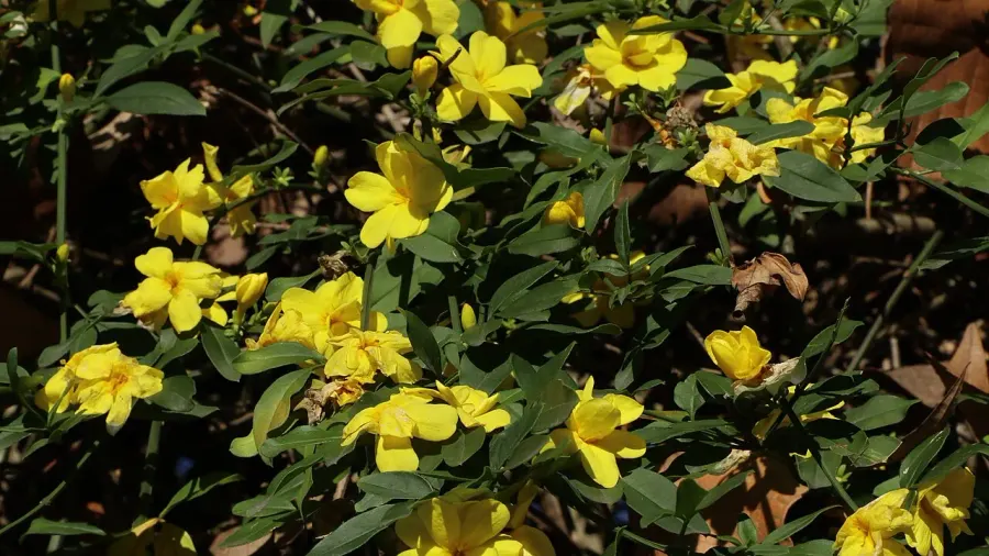 The Jasminum nudiflorum card