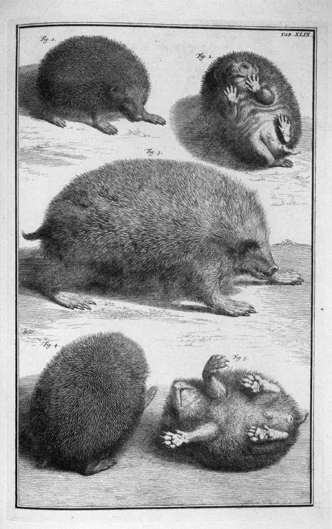 La carte Erinaceomorpha