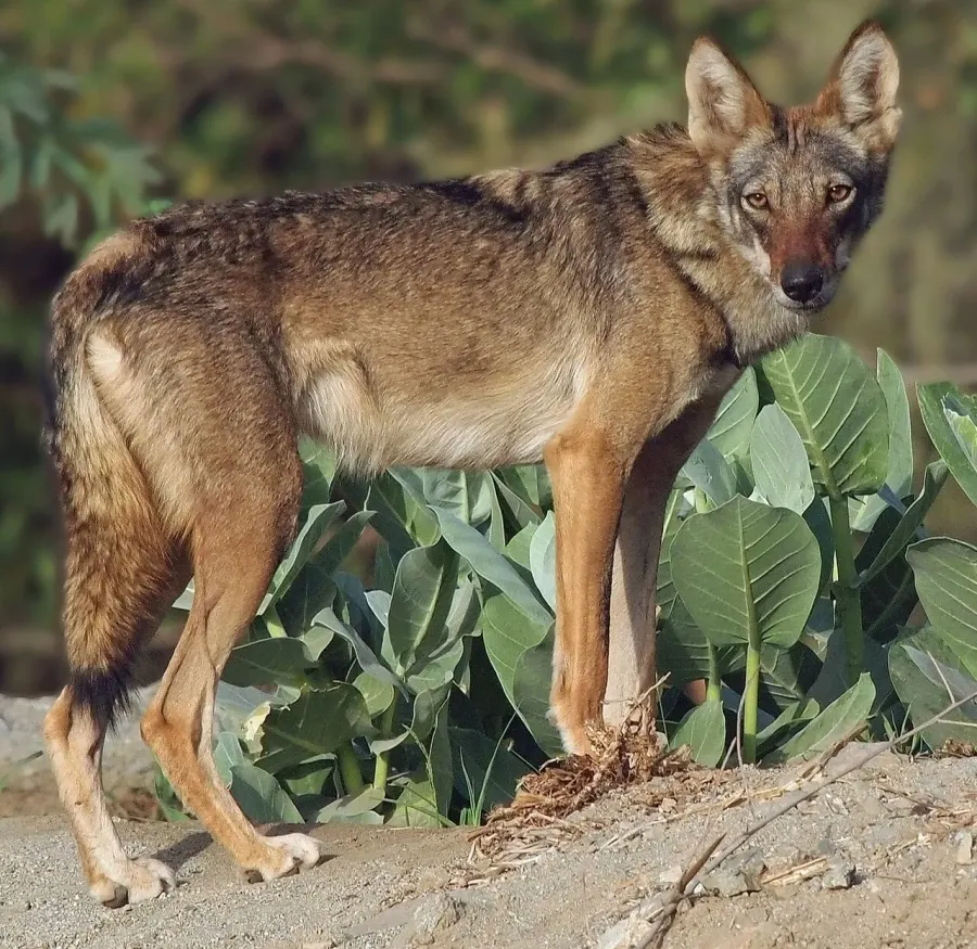 La carte Canis lupus arabs