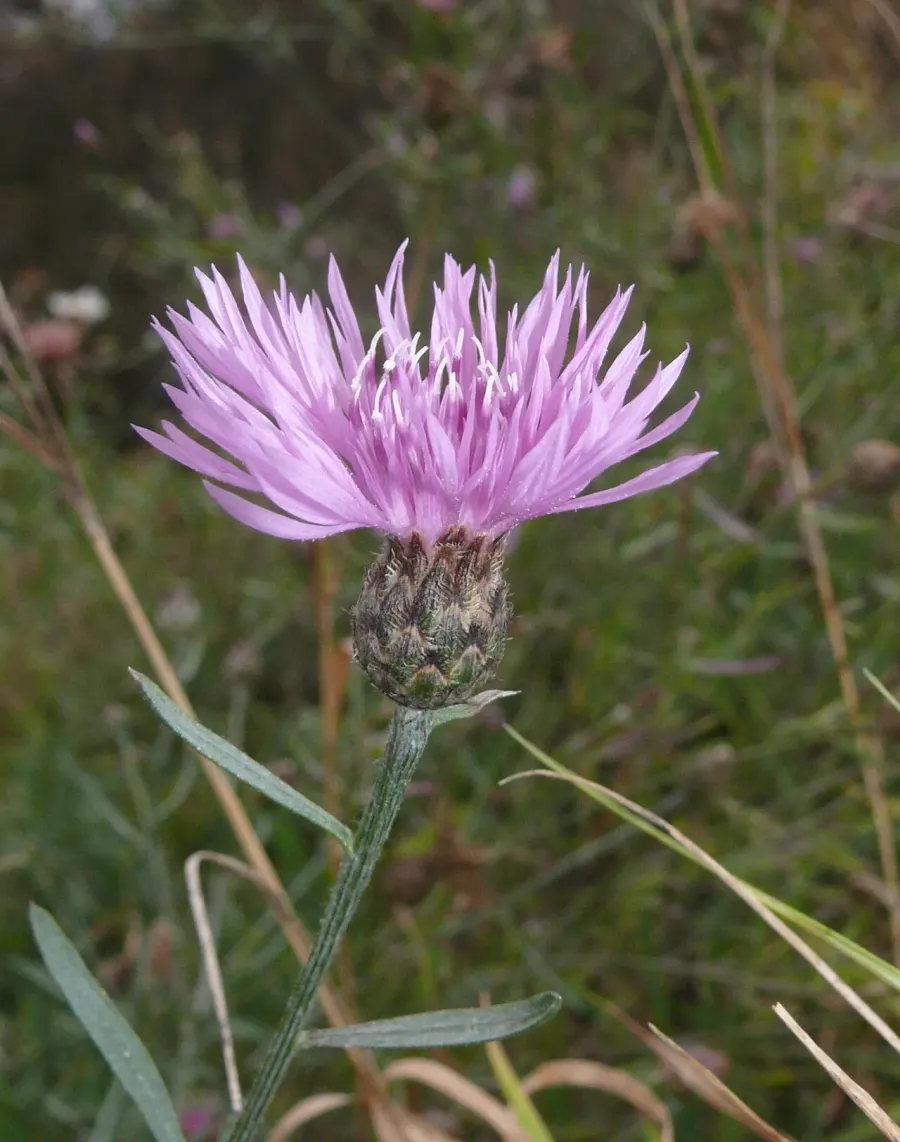 The Centaurea stoebe card