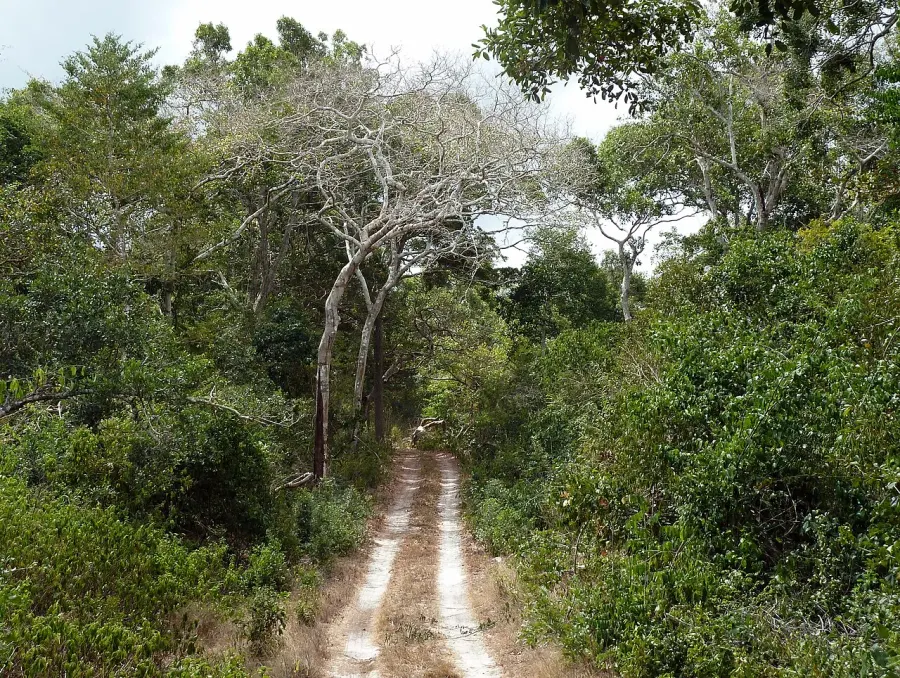 The Arabuko Sokoke National Park card