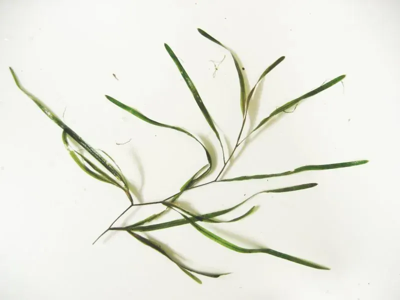 The Potamogeton compressus card