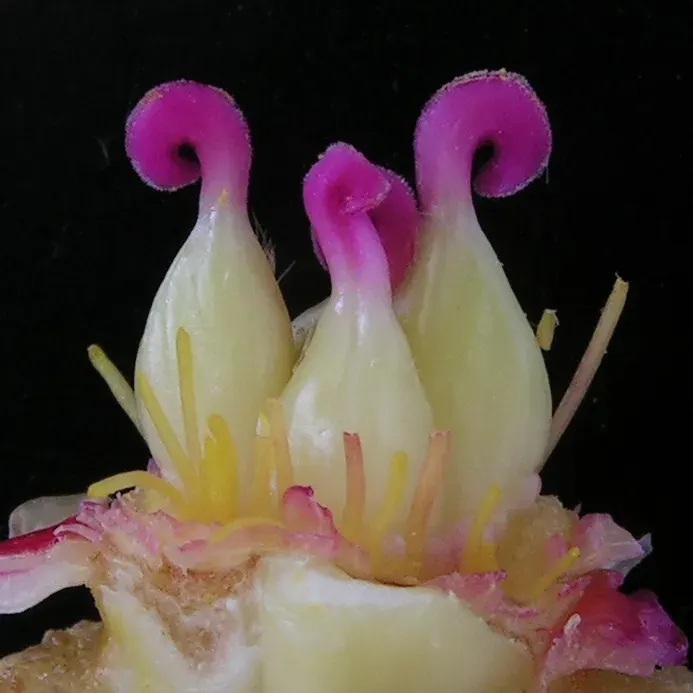 La carte Pistil