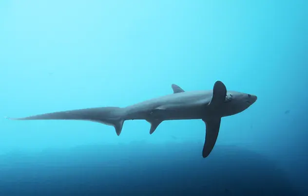 La carte Requin-renard