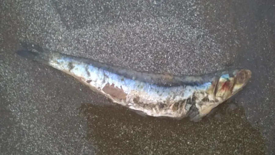 The Argentine anchoita card