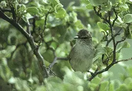 The Millerbird card