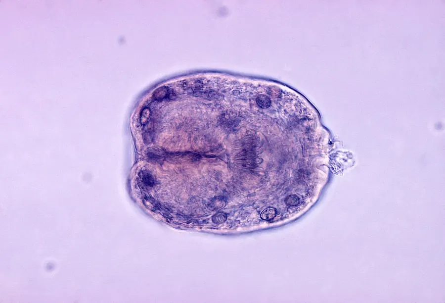 La carte Echinococcus granulosus