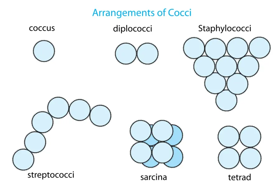 The Coccus card