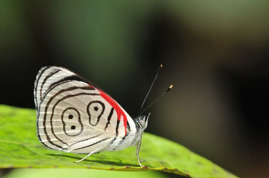 The Diaethria card