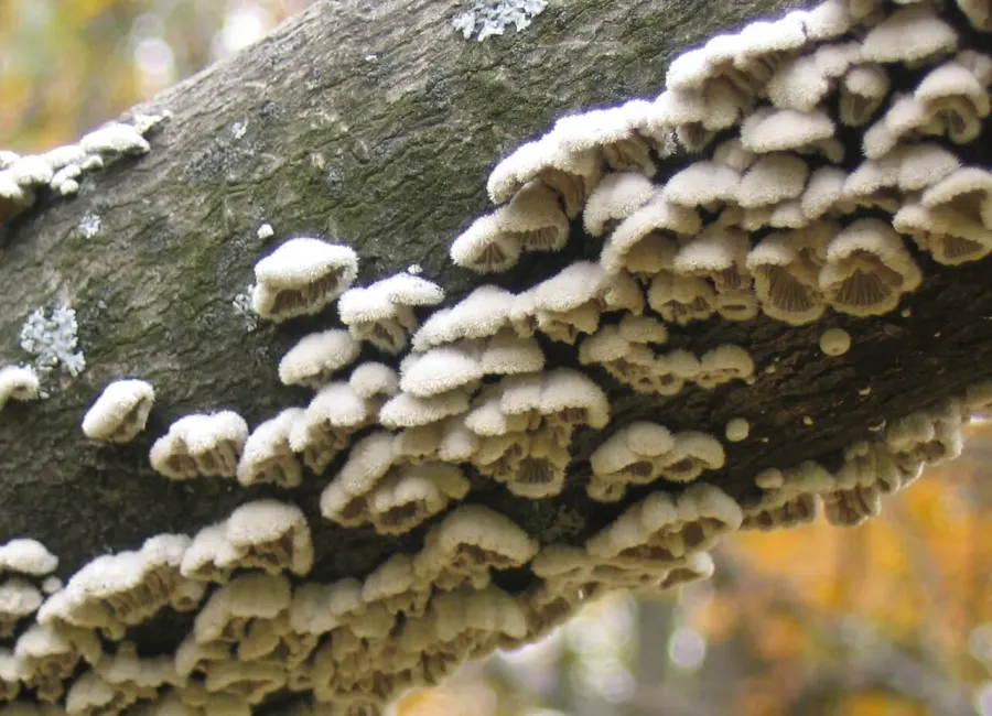 La carte Schizophyllaceae