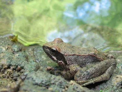 The Italian stream frog card